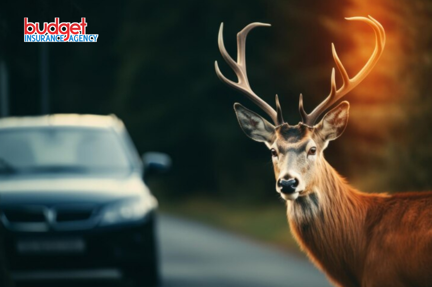 Texas Wildlife Hazards Does Your Insurance Cover Deer Collisions?